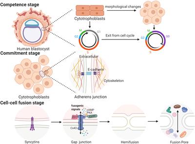 Regulators involved in trophoblast syncytialization in the placenta of intrauterine growth restriction